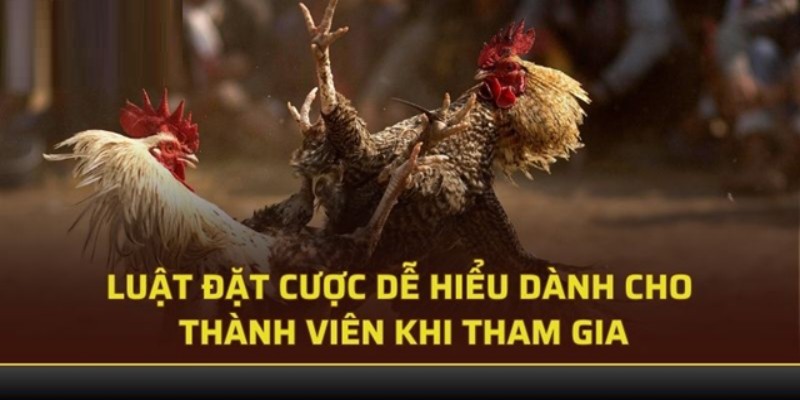 Tham gia cá cược chọi kê Mỹ tại nhà cái cực kỳ đơn giản và dễ dàng